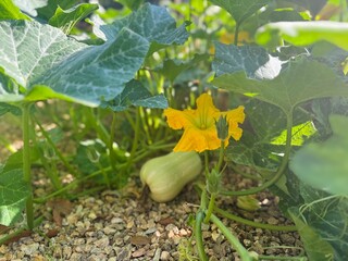 Pumpkin Plant with Growing Fruit and Vibrant Orange Blossom in Focus.