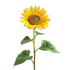 Single sunflower with vibrant yellow petals and dark center, standing tall on a slender stem with green leaves