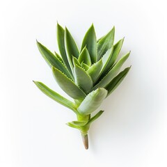 Obraz premium Close-up of a vibrant green succulent plant