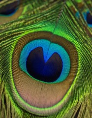 Obraz premium Close-up of iridescent peacock feather, showcasing vibrant greens, blues, and browns