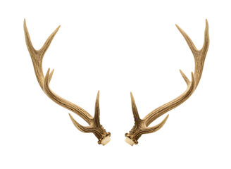 Pair of deer antlers isolated on transparent background