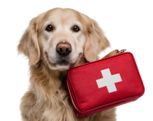  Golden Retriever dog holding a red first aid kit, isolated on a  Transparent background PNG