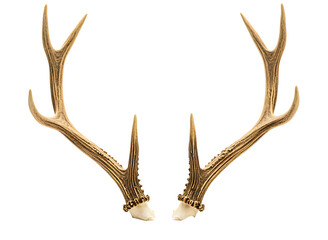 Fototapeta premium Pair of deer antlers isolated on transparent background