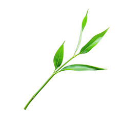 Fototapeta premium Close-up of a tea branch with vibrant green leaves