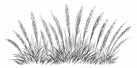 Vector illustration of a patch of tall grass with seed heads in black and white on a white background design element