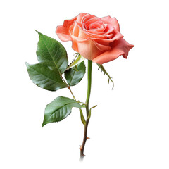 Single peach-orange rose with leaves on a dark background.  Detailed illustration of a single rose, peach-orange petals,  dark green leaves,  and a  long stem.  