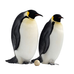 Fototapeta premium Png of Two adult emperor penguins standing protectively beside their egg, showcasing their striking black and white plumage.
