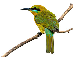 Obraz premium A delicate little songbird viewed from the side, standing calmly on a slender branch, feathers neatly detailed, tail slightly raised, minimal shadowing, isolated on a transparent white background.