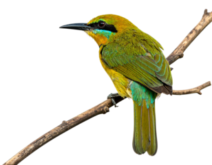 A delicate little songbird viewed from the side, standing calmly on a slender branch, feathers neatly detailed, tail slightly raised, minimal shadowing, isolated on a transparent white background.