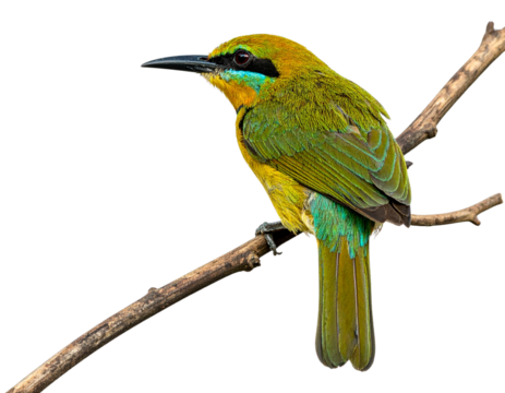 A delicate little songbird viewed from the side, standing calmly on a slender branch, feathers neatly detailed, tail slightly raised, minimal shadowing, isolated on a transparent white background.