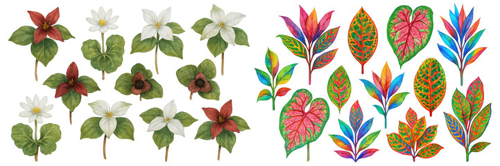 Vibrant botanical illustrations featuring colorful flowers and lush leaves.