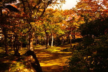 日本の紅葉