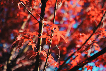 日本の紅葉