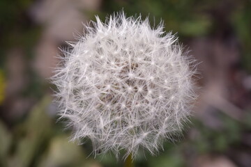 Close-up of a Dandelion Seed Head