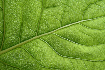 Close-up of a vibrant green leaf's intricate vein structure (1)