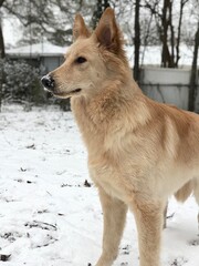 Golden German Shepherd Majestic in the Snow