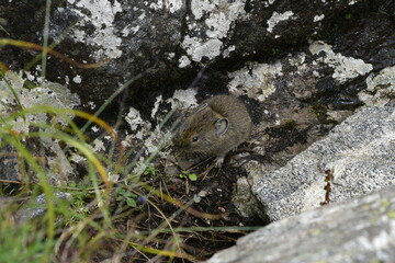 A small rodent nestled among rocks and vegetation