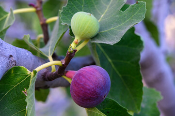 Sunset-lit fig on branch in Mediterranean Cyprus
