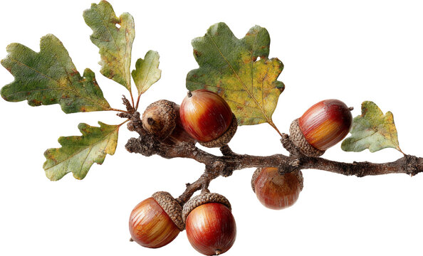 Natural oak branch with green leaf and brown acorn during autumn - Powered by Adobe