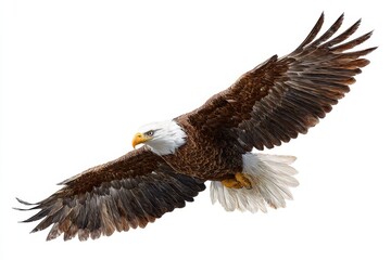 Obraz premium Bald eagle in mid-flight showcasing its powerful wings and sharp beak against a clear sky