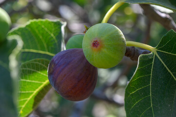 Fresh Fig on Tree Branch in Cyprus