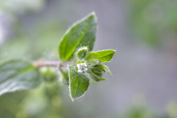 Close-up of a plant with budding flowers and green leaves