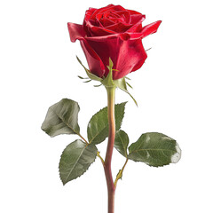 Single, vibrant red rose, stem and leaves