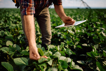 Close up of farmer with digital tablet while examining crops in soybean field.