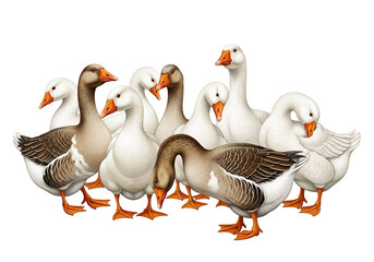 Group of geese gathered together.