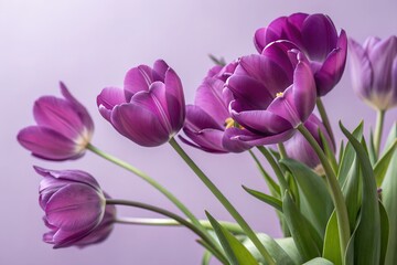 Obraz premium Purple Tulip Blooms Vibrant Spring Flowers Macro Photography