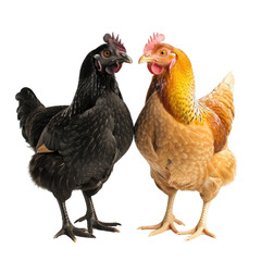 Fototapeta premium A black and a light brown hen stand facing each other, showcasing their distinct plumage. background removed