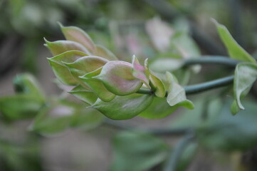 Euphorbia bracteata, Pedilanthus bracteatus Tall Slipper Plant, Slipper Spurge, Candelilla, Little Bird Flower are very beautiful in the garden, close up photo