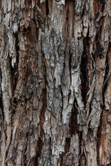Fototapeta premium bark of a tree close up 