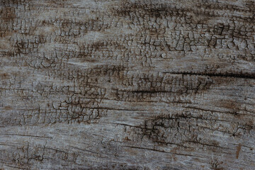 old wood background close up	
