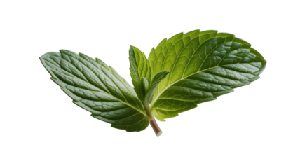 Fresh green mint leaf, isolated on transparent background