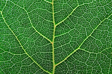 Detailed close-up of a leaf's intricate vein network