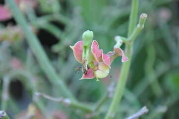 Euphorbia bracteata, Pedilanthus bracteatus Tall Slipper Plant, Slipper Spurge, Candelilla, Little Bird Flower are very beautiful in the garden, close up photo