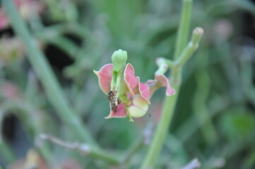 Euphorbia bracteata, Pedilanthus bracteatus Tall Slipper Plant, Slipper Spurge, Candelilla, Little Bird Flower are very beautiful in the garden, close up photo