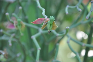 Euphorbia bracteata, Pedilanthus bracteatus Tall Slipper Plant, Slipper Spurge, Candelilla, Little Bird Flower are very beautiful in the garden, close up photo