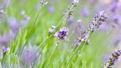 A vibrant field of purple lavender flowers, with a soft focus on the background.
