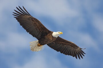 Fototapeta premium Bald eagle soars gracefully beneath a clear blue sky, wings spread wide, showcasing its majestic presence in the wild