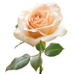 Close-up of a single, light peach rose, with leaves