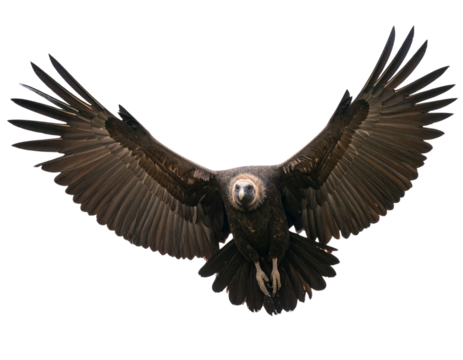 Majestic Condor PNG Isolated on Transparent Background