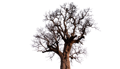 Dead tree with no leaves, isolated on transparent background, symbol of deforestation