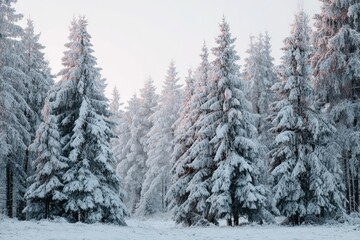 Fototapeta premium Snow-covered pine trees create a tranquil atmosphere during a frosty evening in a serene forest landscape