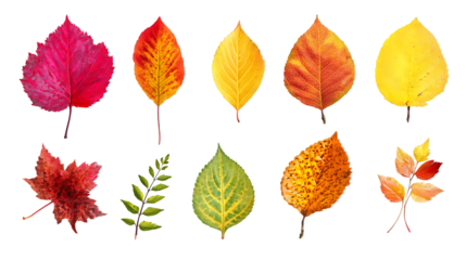 Autumn leaves of various colors against a black background.