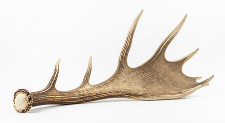Fototapeta premium Large brown deer antler isolated on a transparent background, natural and wild wildlife element.