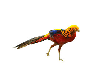 Golden Pheasant PNG [Chrysolophus pictus]. Bright Exotic Game Bird Wildlife Isolated for Nature and Decorative Designs