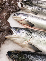 Whole salmon at a fishmonger