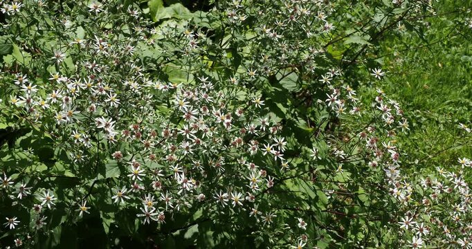  Large-leaved asters (Eurybia macrophylla) Ground cover of flat clusters of starry white small flowers with yellow or rose center atop stalks above heart-shaped leaves attractive to bees